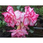 Rosa-do-Deserto-Sem-Flor-Pote-6