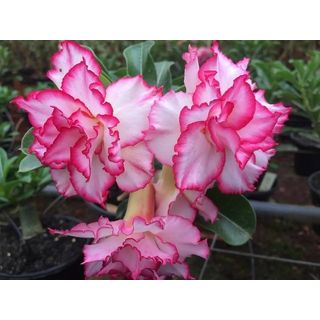 Rosa-do-Deserto-Sem-Flor-Pote-6