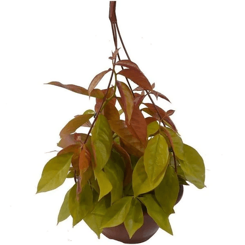 Ora-Pro-Nobis-Dourado-Pote-14