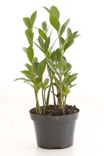 Zamioculcas-Pote-11