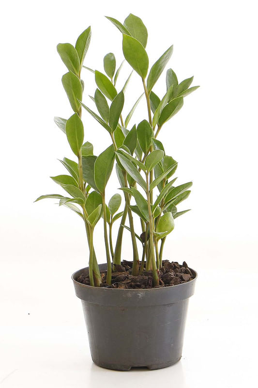Zamioculcas-Pote-11