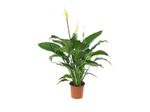 Spathiphyllum-Pote-19