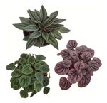 Peperomia-Mini-Variada-Cuia-13