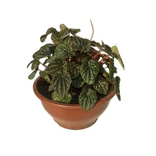 Peperomia-Caperata-Cuia-3