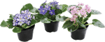 Violeta-Dobradata-Pote-11
