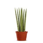 Sansevieria-New-Way-Pote-12