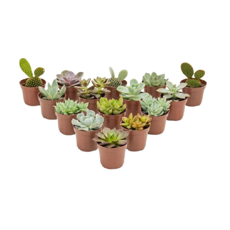 Suculenta-Pote-9
