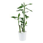 Dracena-Luck-Bamboo-Verde-C12