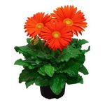 Gerbera-Mini-Pote-14