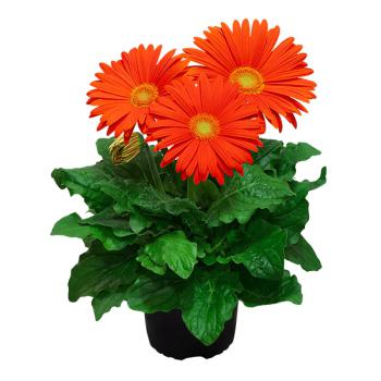 Gerbera-Mini-Pote-14