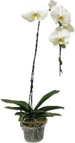 Orquidea-Phalaenopsis-Cascata-Pote-12