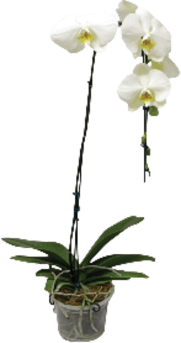 Orquidea-Phalaenopsis-Cascata-Pote-12